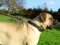 Bestseller Boerboel Hundeleine mit zusätzlichem Griff
