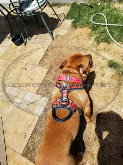 Dog Harness in Flame Style | Painted Design Harness