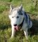 Hundegeschirr Leder mit Nieten, Husky Geschirr Exklusiv ➎