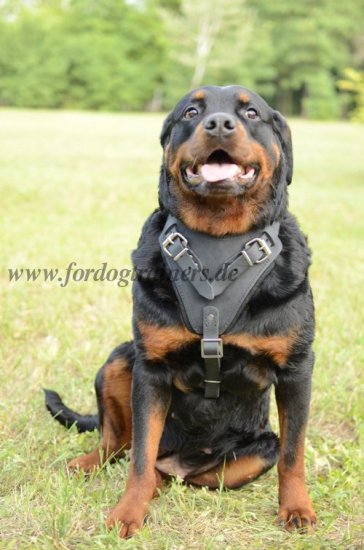 Bestseller! Rottweiler Bester Hundegeschirr aus Leder für Hunde-Ausbildung - zum Schließen ins Bild klicken