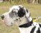 Hundehalsband Nylon mit Handschlaufe für Dogge