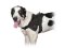 Große Hundegeschirr aus Nylon Sarmatian Mastiff