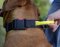 Nylon Dog Collar | Rhodesian Ridgeback Collar with Handle