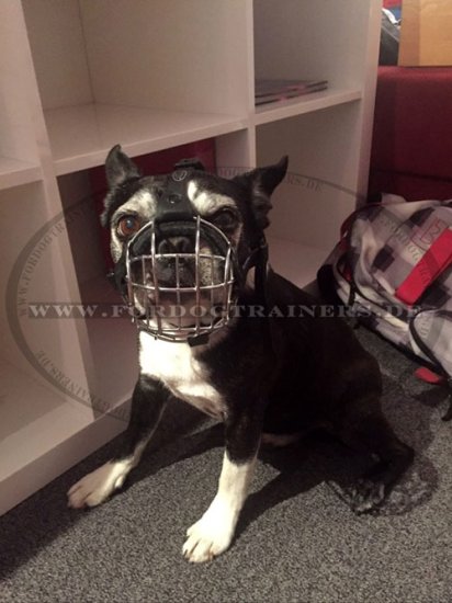 Bequemer Drahtkorb für Boston Terrier - zum Schließen ins Bild klicken