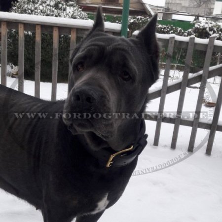 Bestseller Cane Corso Halsband Leder mit Griff, Erstklassig