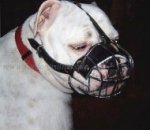 Bestseller Drahtmaulkorb für Englische Bulldogge