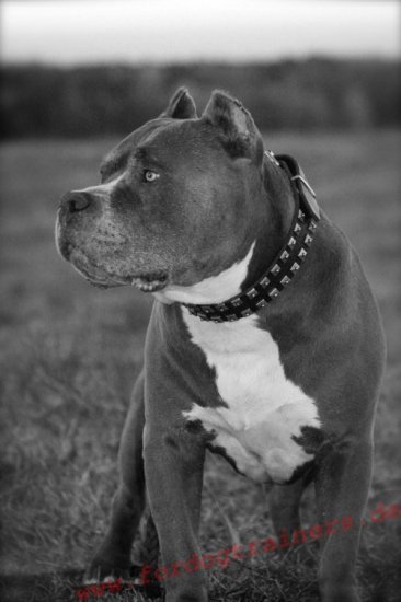 Raupe Stil Amstaff Halsband mit Nieten aus echtem Leder