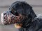 Rottweiler Bemalter Hundemaulkorb "Vulkaan" M78