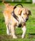 K9 Harness for Golden Retriever