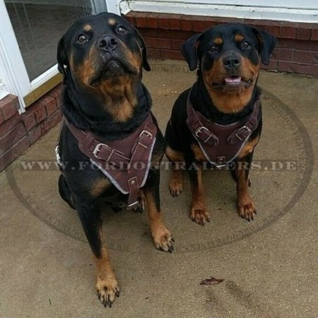 Bestseller! Rottweiler Bester Hundegeschirr aus Leder für Hunde-Ausbildung