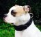 Amerikanische Bulldogge Halsband aus Leder Hochwertigkeit