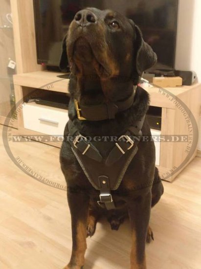 Bestseller! Rottweiler Bester Hundegeschirr aus Leder für Hunde-Ausbildung