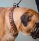 Bullmastiff Hundehalsband Exklusiv