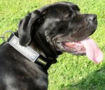 Cane Corso Halsband aus Nylon mit I.D. Klettlogos