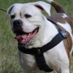 Bestseller Allwetter-Hundegeschirr aus Nylon für Amerikanische Bulldogge