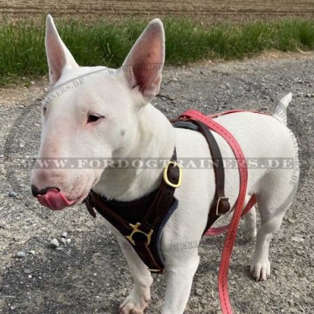 Geschirr Leder für Bullterrier , Suchgeschirr