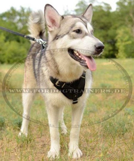 Bestseller Hundegeschirr Gepolstert | Husky K9 Geschirr Leder ❺