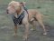 Leder Hundegeschirr für Amerikanischen Pitbull mit Spikes