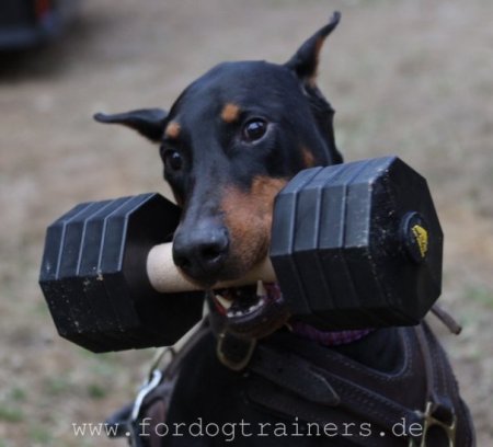 Bestseller Edles Hundegeschirr aus Leder für Dobermann