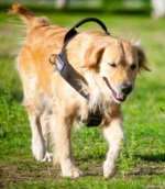 Bestseller Hundegeschirr K9 Golden Retriever mit Klettlogos