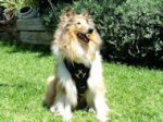 Bestseller Edles Hundegeschirr aus Leder für Collie