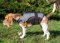 Beagle Nylongeschirr-Weste mit gutem Griff