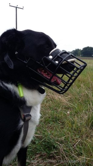 Bestseller Hundemaulkorb für Border Collie, gummiert