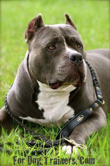 Leather Dog Leash with Braids for Pitbull [L7###1051 Geflochtene Fuehrleine  mit Flechten fuer Pitbull] : Fordogtrainers, Dog Supplies