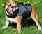 Outdoor nylon dog traking harness for English Bulldog