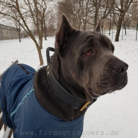 Bestseller Cane Corso Halsband Leder mit Griff, Erstklassig