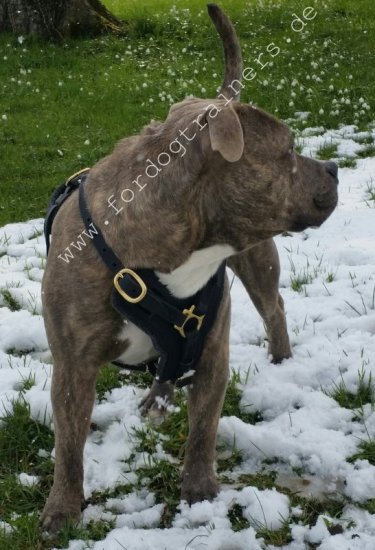 Exclusive Luxury Handcrafted Padded Leather Harness for Pitbull
