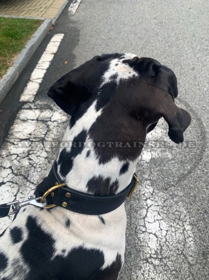 Robust Leather Collar 2 ply for Dog Training proposed