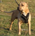 Hetz Hundegeschirr aus Leder für Amerikanischen Pitbull