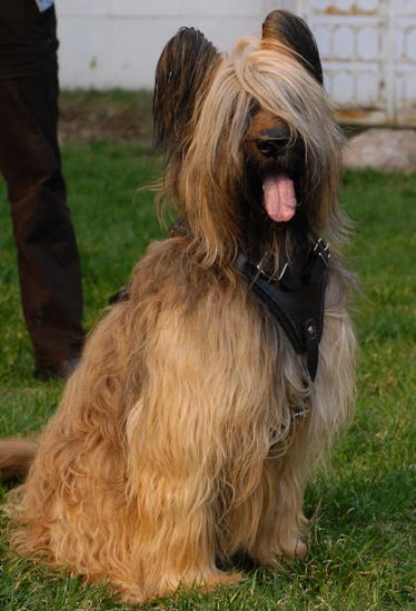 Hetz- Hundegeschirr aus Leder für Briard, Bestes Angebot!