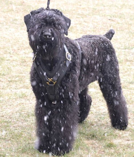 Bestseller Schwarzer Terrier Edles Hundegeschirr aus Leder - zum Schließen ins Bild klicken