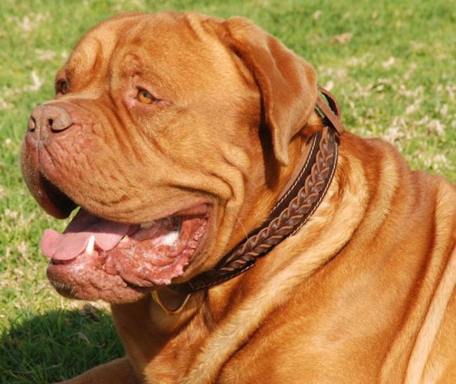 Bordeauxdog Handgefertigtes Hundehalsband Leder S33 - zum Schließen ins Bild klicken