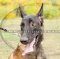 Breites Hundehalsband Malinois|Halsband aus hochwertigem Leder