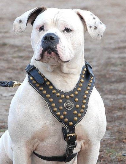 American Bulldog Edles mit Nieten Hundegeschirr aus Leder