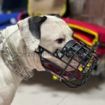Bestseller Hundemaulkorb für American Bulldog aus gummierter Sraht