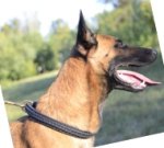 Hundehalsband Leder mit Flechten Belgischer Malinois