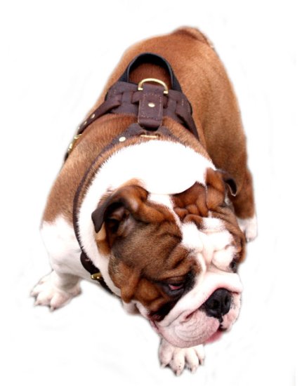 Protection Dog Harness of Leather for English Bulldog