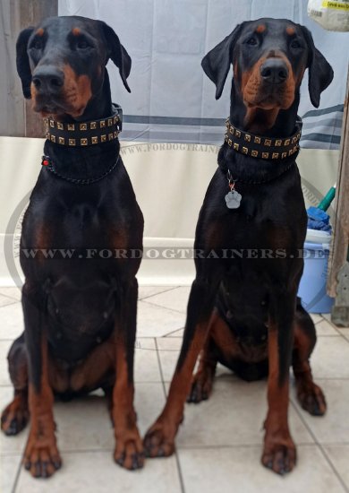 Dobermann Halsband mit Nieten aus Messing, Lederhalsband Nieten