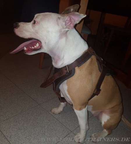 Amstaff Hetzgeschirr aus Leder