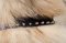Tervuren Nylon Dog Collar with Nickel Spikes