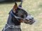 Wire Basket Dog Muzzle for Doberman Pincher