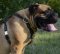 Hundegeschirr Leder für Bullmastiff | Geschirr mit Nieten ➎