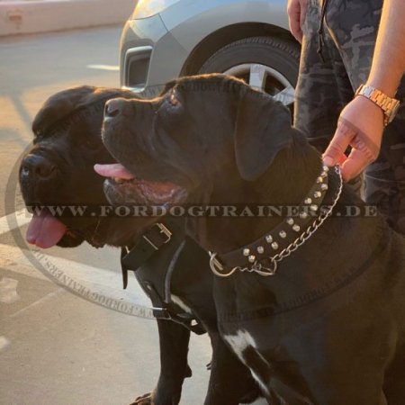 Nieten Hundehalsband aus Leder mit Pyramiden