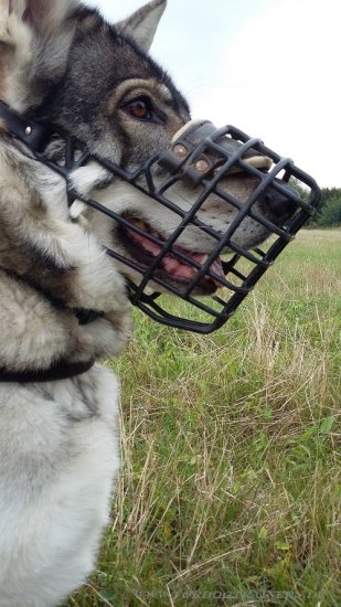 Gummierter Hundemaulkorb für Northern Inuit Hund - zum Schließen ins Bild klicken