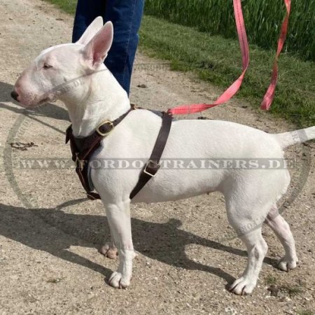 Geschirr Leder für Bullterrier , Suchgeschirr