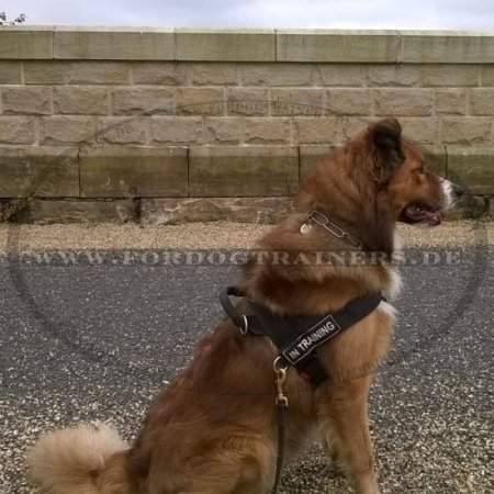 Dog Harness for Dog Activities | Harness Nylon Universal